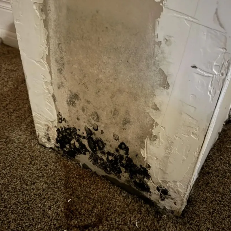 Professional Mold Removal in Wilmer, TX